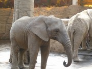Výlet do ZOO Lešná